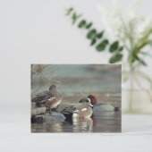 carte postale de canard colvert américain sauvage (Debout devant)