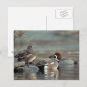 carte postale de canard colvert américain sauvage (Devant / Derrière)