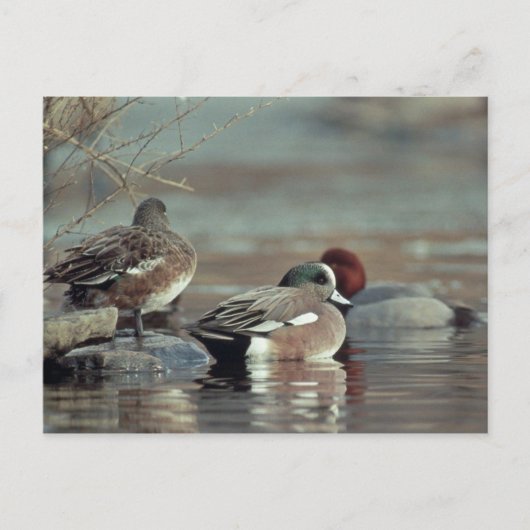 carte postale de canard colvert américain sauvage (Devant)