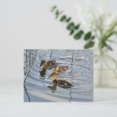 Carte postale de canard de colard (Debout devant)