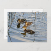 Carte postale de canard de colard (Devant / Derrière)