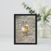 Carte postale de canard jaune (Debout devant)