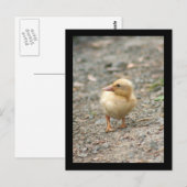 Carte postale de canard jaune (Devant / Derrière)