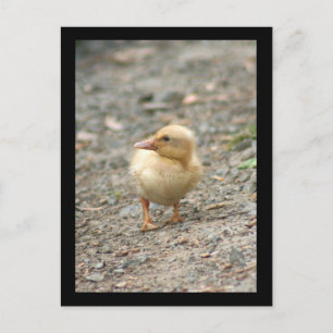 Carte postale de canard jaune