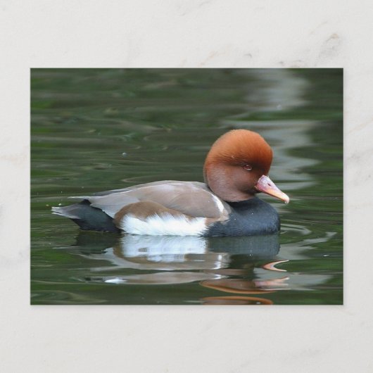 carte postale de canard sur la rivière (Devant)