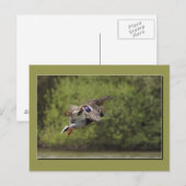 Carte postale de canard volant (Devant / Derrière)