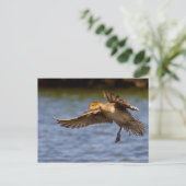 Carte postale de canard volant (Debout devant)