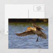Carte postale de canard volant (Devant / Derrière)
