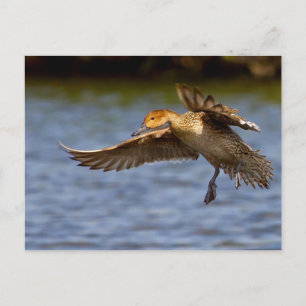 Carte postale de canard volant