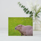 Carte postale de capybara (Debout devant)