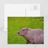 Carte postale de capybara (Devant / Derrière)