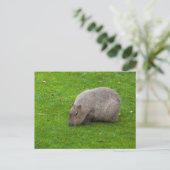 Carte postale de Capybara (Debout devant)