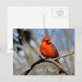 Carte postale de Cardinal (Voir Ohio) (Devant / Derrière)