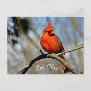 Carte postale de Cardinal (Voir Ohio)