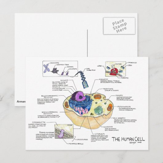 Carte postale de cellule humaine (Devant / Derrière)
