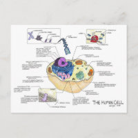 Carte postale de cellule humaine