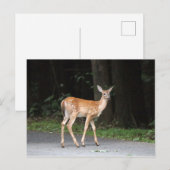 Carte postale de cerf (Devant / Derrière)