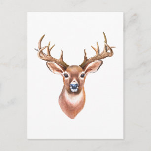 Carte postale de cerf à queue blanche