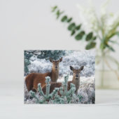 carte postale de cerf curiosité (Debout devant)