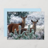 carte postale de cerf curiosité (Devant / Derrière)