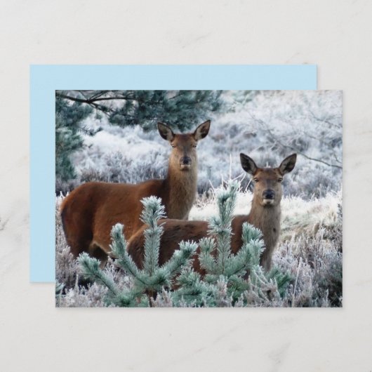 carte postale de cerf curiosité (Devant / Derrière)