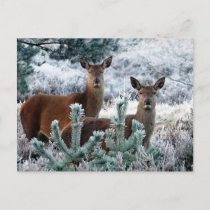 carte postale de cerf curiosité