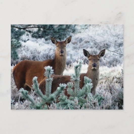 carte postale de cerf curiosité (Devant)