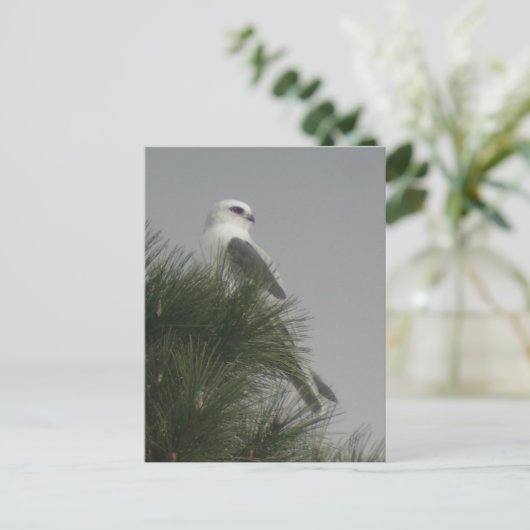 Carte postale de cerf-volant à queue blanche (Debout devant)