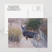 Carte postale de cerfs communs de mâle (Devant / Derrière)