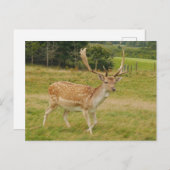 Carte postale de cerfs en jachère (Devant / Derrière)