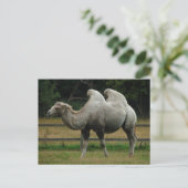 Carte postale de chameau (Debout devant)