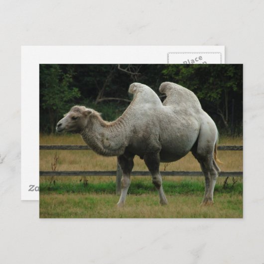 Carte postale de chameau (Devant / Derrière)