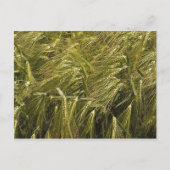 Carte postale de champ (Devant)