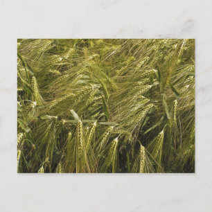 Carte postale de champ