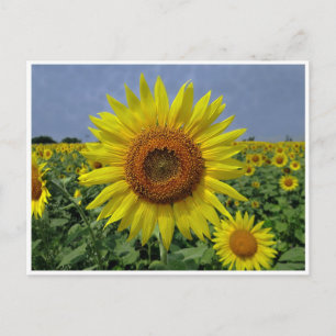 Carte postale de champ de tournesols et de ciel bl