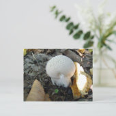 Carte postale de champignon de balle (Debout devant)