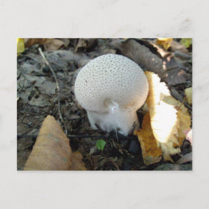 Carte postale de champignon de balle
