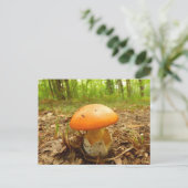 Carte postale de champignon de Césarée d'amanite (Debout devant)