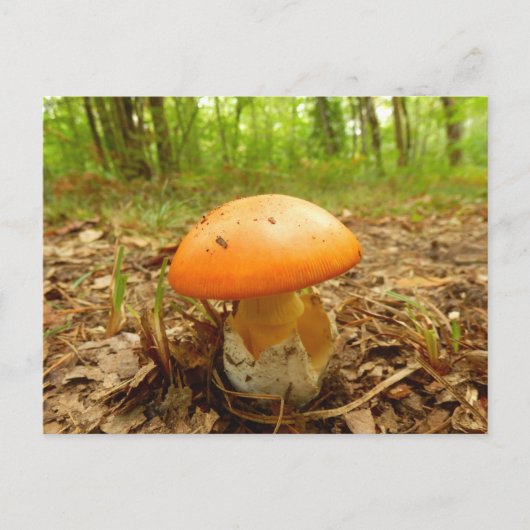 Carte postale de champignon de Césarée d'amanite (Devant)