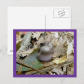 Carte postale de champignon Helmut violet (Devant / Derrière)