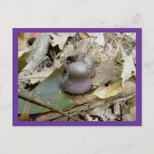 Carte postale de champignon Helmut violet (Devant)