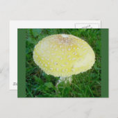 Carte postale de champignon jaune #3 (Devant / Derrière)