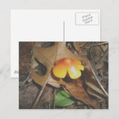 Carte postale de champignon jaune rouge minuscule (Devant / Derrière)