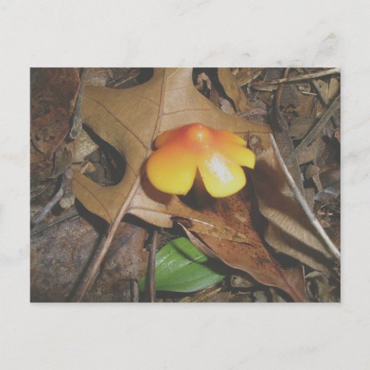 Carte postale de champignon jaune rouge minuscule (Devant)
