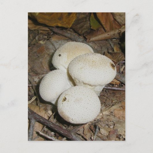Carte postale de champignon Prickly Puffs (Devant)