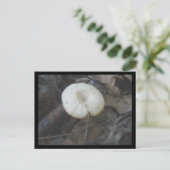 Carte postale de champignons de fleurs (Debout devant)