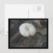 Carte postale de champignons de fleurs (Devant / Derrière)