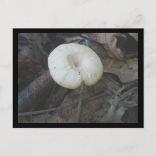 Carte postale de champignons de fleurs (Devant)
