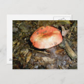 Carte postale de champignons rouges moyen (Devant / Derrière)