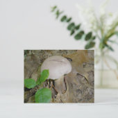 Carte postale de champignons violets (Debout devant)